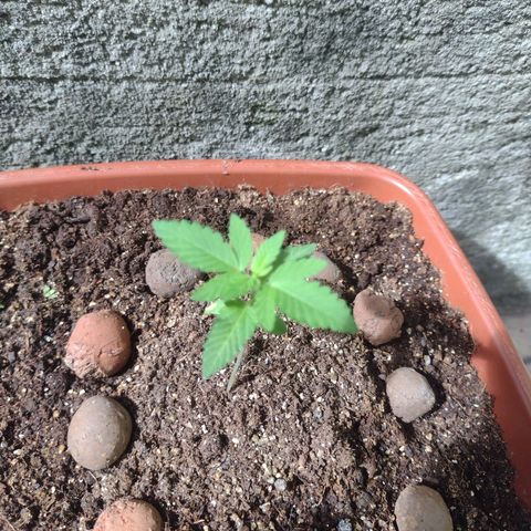 Gorilla zkittlez growlog photo: Carolina soil + humos de minhoca, ainda vou efetuar a primeira rega com fertilizante 