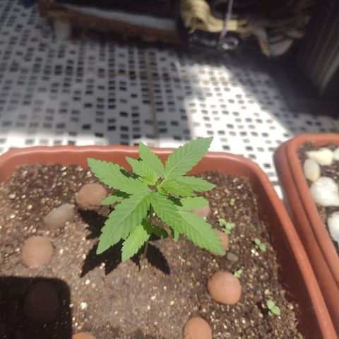 Gorilla zkittlez growlog photo: Linda como nunca 😍🌺, ontem efetuei a primeira rega com bokashi da genetics onde 
