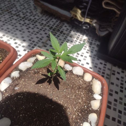 Durbon poison  growlog photo: Linda como nunca , no Quinto nó, ontem efetuei rega com bokashi genetics one