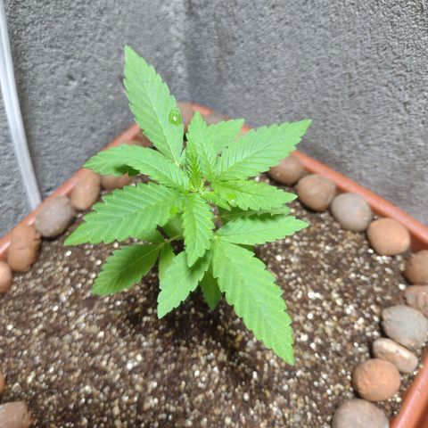Gorilla zkittlez growlog photo: Mais saudável desconheço 