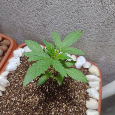 Durbon poison  growlog photo: Saudável 