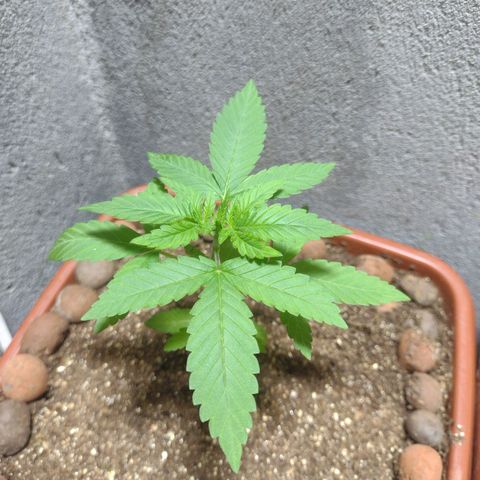 Gorilla zkittlez growlog timeline photo