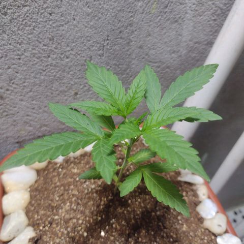 Durbon poison  growlog timeline photo