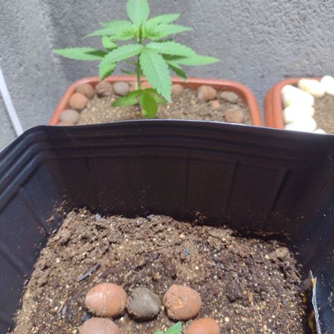 Gorilla Zkittlez Auto growlog photo: Mesma genetica com idades diferentes 