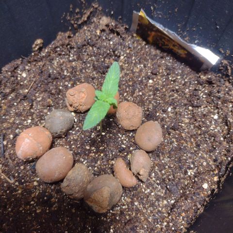 Gorilla Zkittlez Auto growlog photo: Essa vem forte 