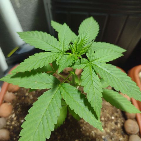 Gorilla zkittlez growlog photo: Mais 20 dias entra na flora 