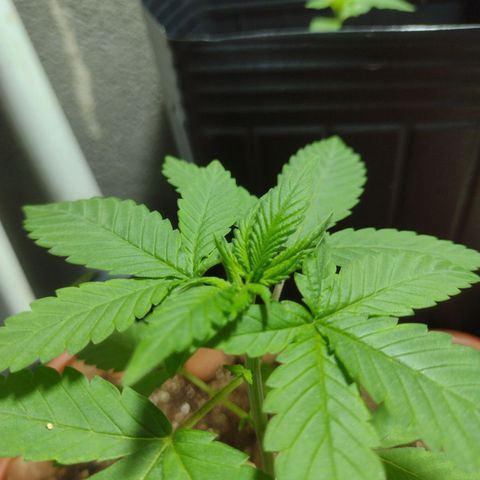 Gorilla zkittlez growlog photo: Mais 20 dias entra na flora 