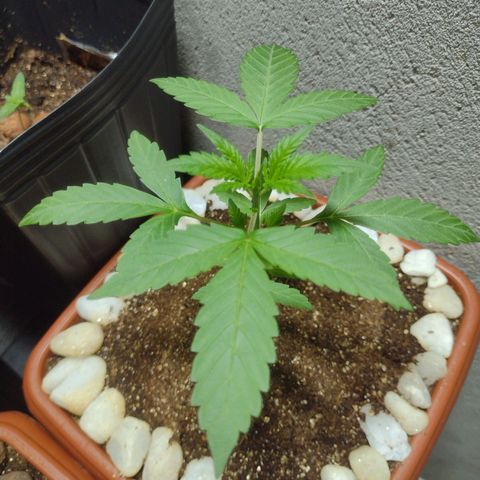 Durbon poison  growlog timeline photo
