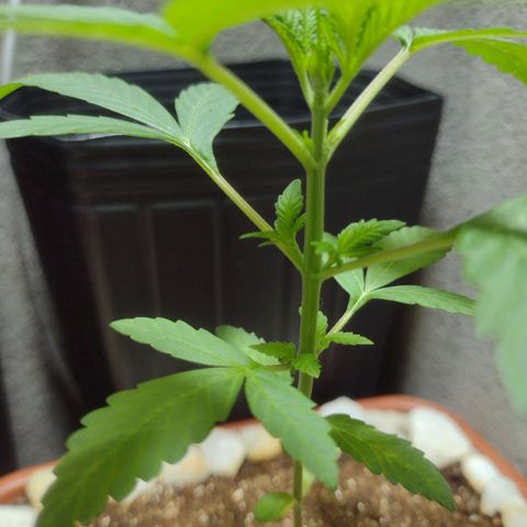 Durbon poison  growlog timeline photo