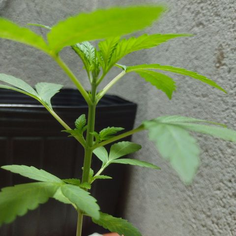 Durbon poison  growlog timeline photo