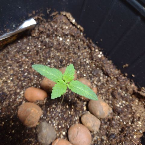 Gorilla Zkittlez Auto growlog timeline photo