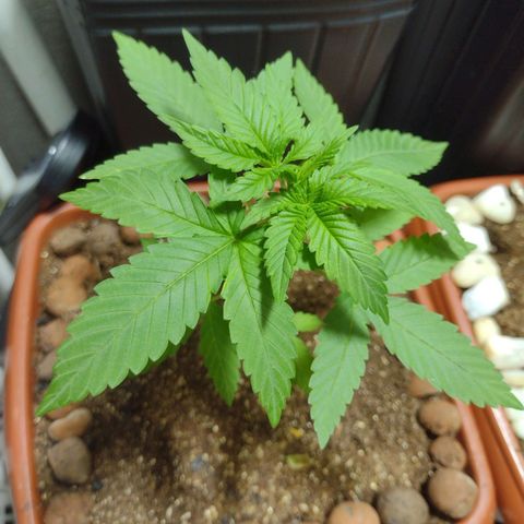 Gorilla zkittlez growlog photo: Cheiro delicioso