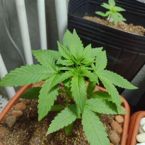 Gorilla zkittlez growlog photo: Cheiro delicioso