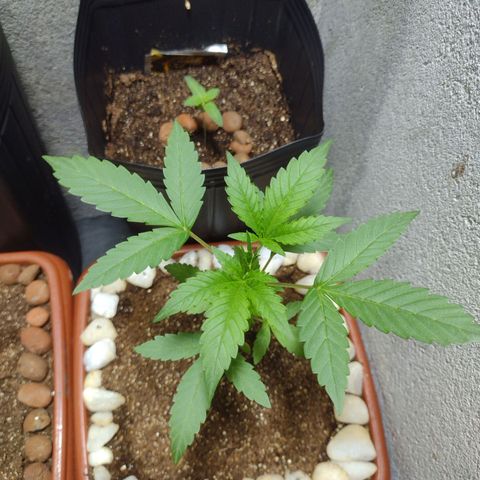 Durbon poison  growlog photo: 24h de luz sem mísera 