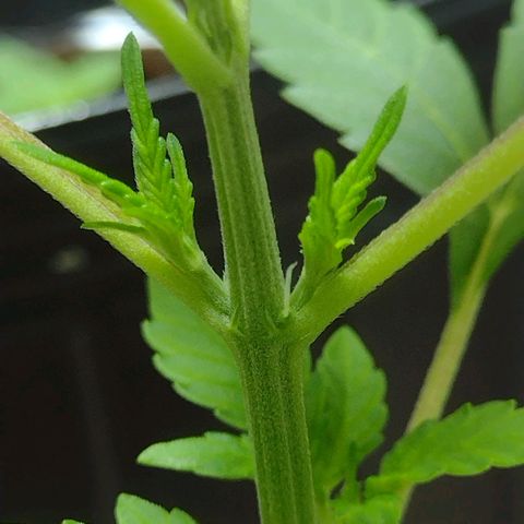 Durbon poison  growlog photo: 24h de luz sem mísera 