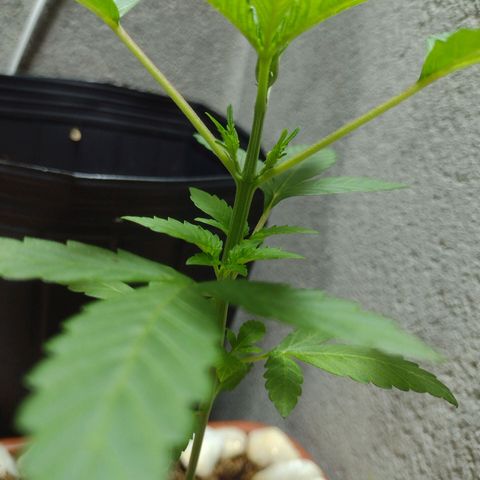 Durbon poison  growlog photo: 24h de luz sem mísera 