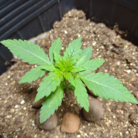 Gelato Auto growlog photo: Vindo Forte, genetica braba zeseeds