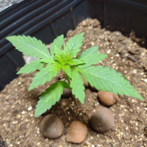 Gelato Auto growlog photo: Vindo Forte, genetica braba zeseeds