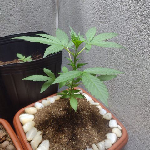 Durbon poison  growlog timeline photo