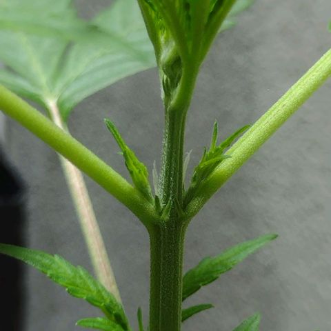 Durbon poison  growlog photo: Pré-flora , não deu nem um mês ainda de vega