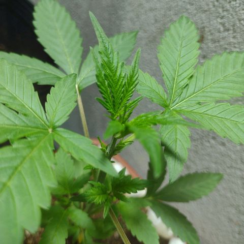 Durbon poison  growlog timeline photo