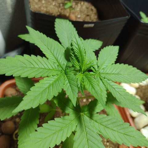 Gorilla zkittlez growlog timeline photo