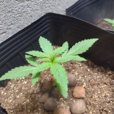 Gelato Auto growlog photo: Vindo forte