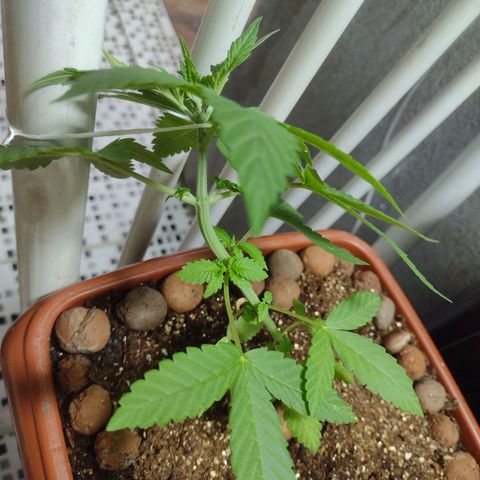 Gorilla zkittlez growlog photo: Lst 