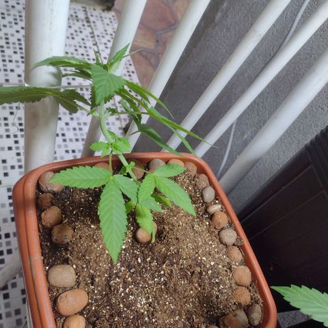 Gorilla zkittlez growlog photo: Lst 