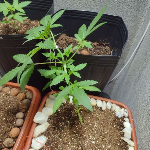 Durbon poison  growlog photo: Lst