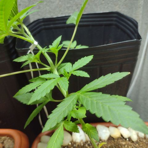 Durbon poison  growlog photo: Lst