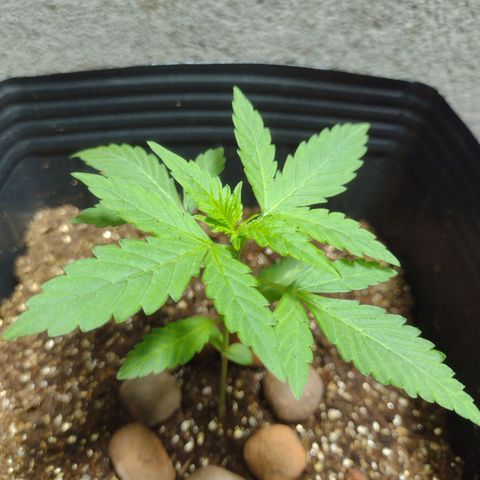 Gelato Auto growlog photo: Querendo fazer poda top
