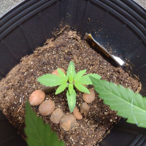 Gorilla Zkittlez Auto growlog timeline photo