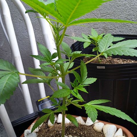 Durbon poison  growlog photo: Pre flora 