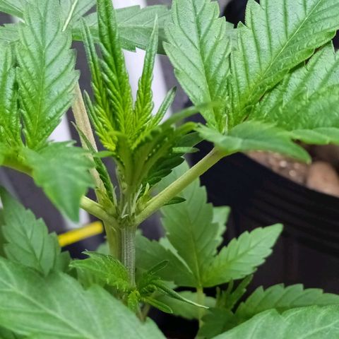 Durbon poison  growlog photo: Pre flora