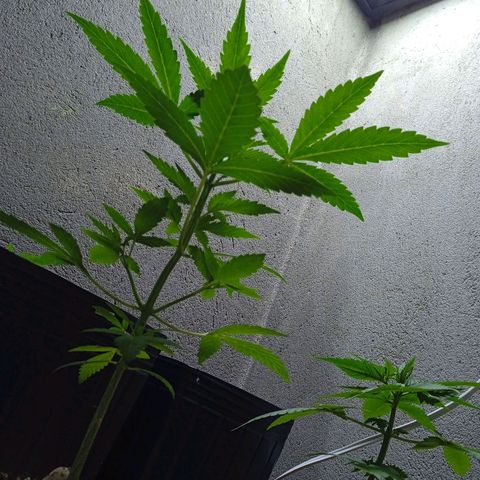 Durbon poison  growlog photo: Pre flora