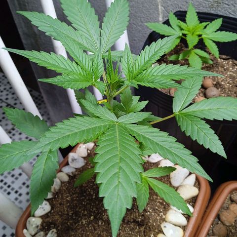 Durbon poison  growlog photo: Pre flora