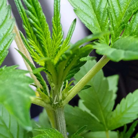 Durbon poison  growlog photo: Pre flora