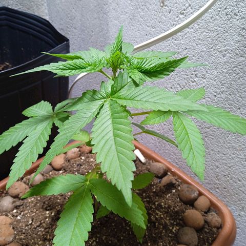 Gorilla zkittlez growlog timeline photo