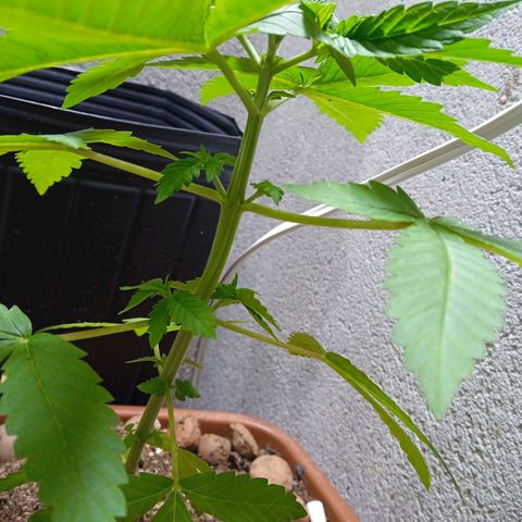 Gorilla zkittlez growlog timeline photo