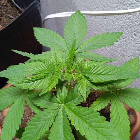 Gorilla zkittlez growlog timeline photo