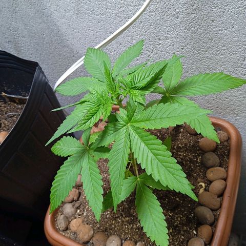 Gorilla zkittlez growlog timeline photo