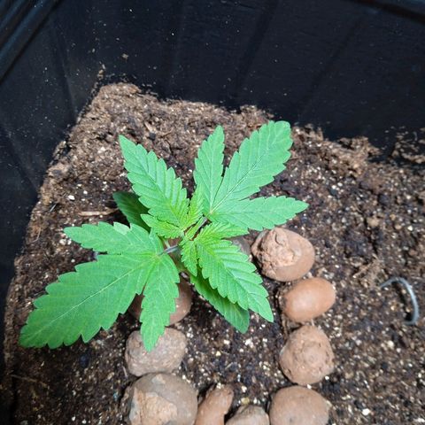 Gorilla Zkittlez Auto growlog timeline photo