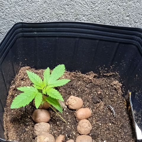 Gorilla Zkittlez Auto growlog timeline photo