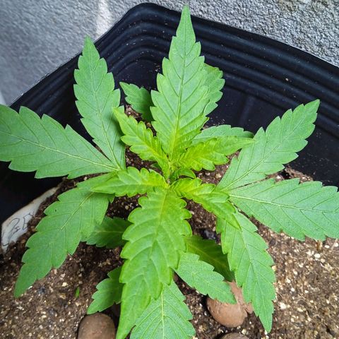 Gelato Auto growlog timeline photo