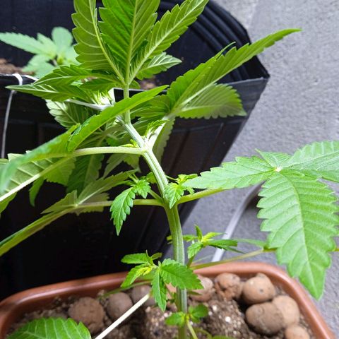 Gorilla zkittlez growlog photo: Amarras