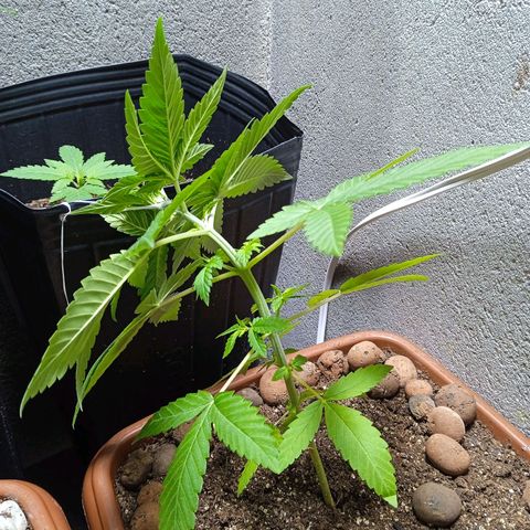 Gorilla zkittlez growlog photo: Amarras