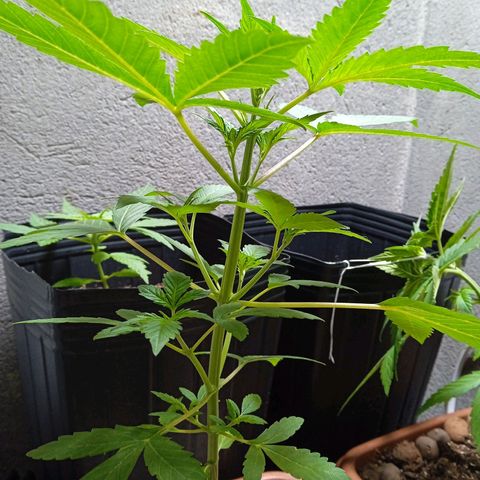 Durbon poison  growlog photo: 1 mês 