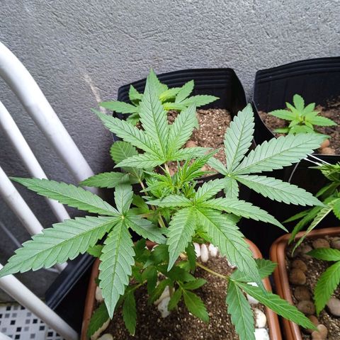 Durbon poison  growlog photo: 1 mês 🤡