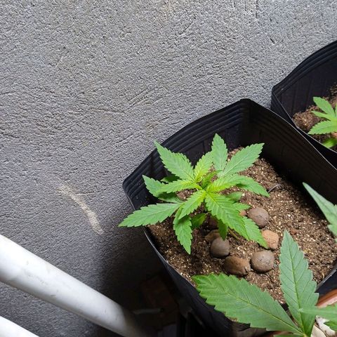 Gelato Auto growlog photo: Linda linda linda 